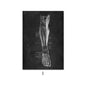 Canvas Painting Of Human Anatomy Skeleton Organ System
